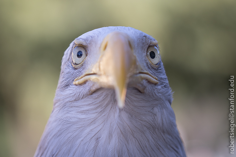 bald eagle